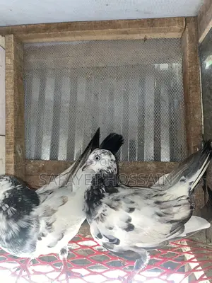 Highflyer Pigeon