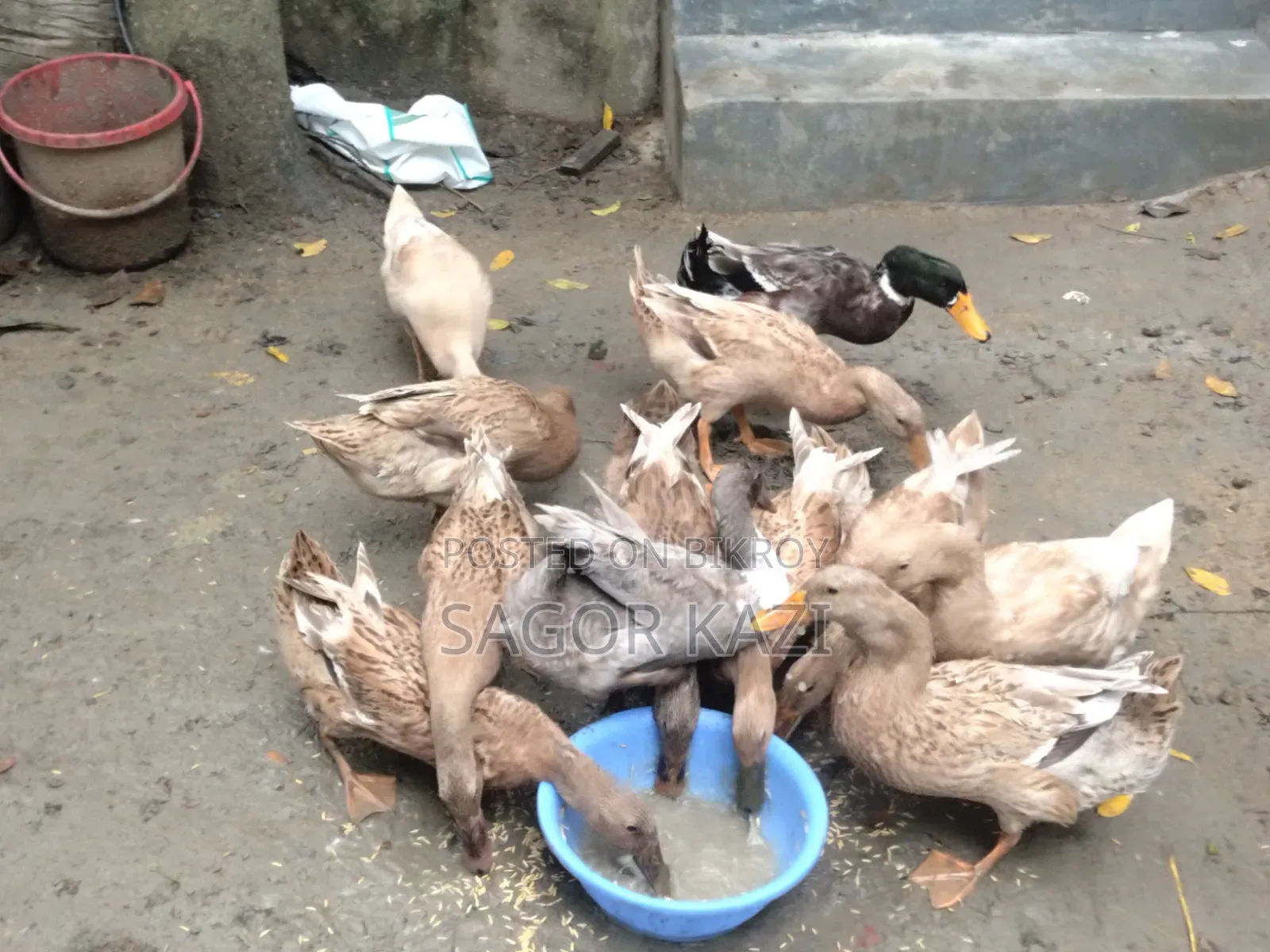 দেশি খাকি ক্যাম্বেল হাঁস ৫টি / পিস