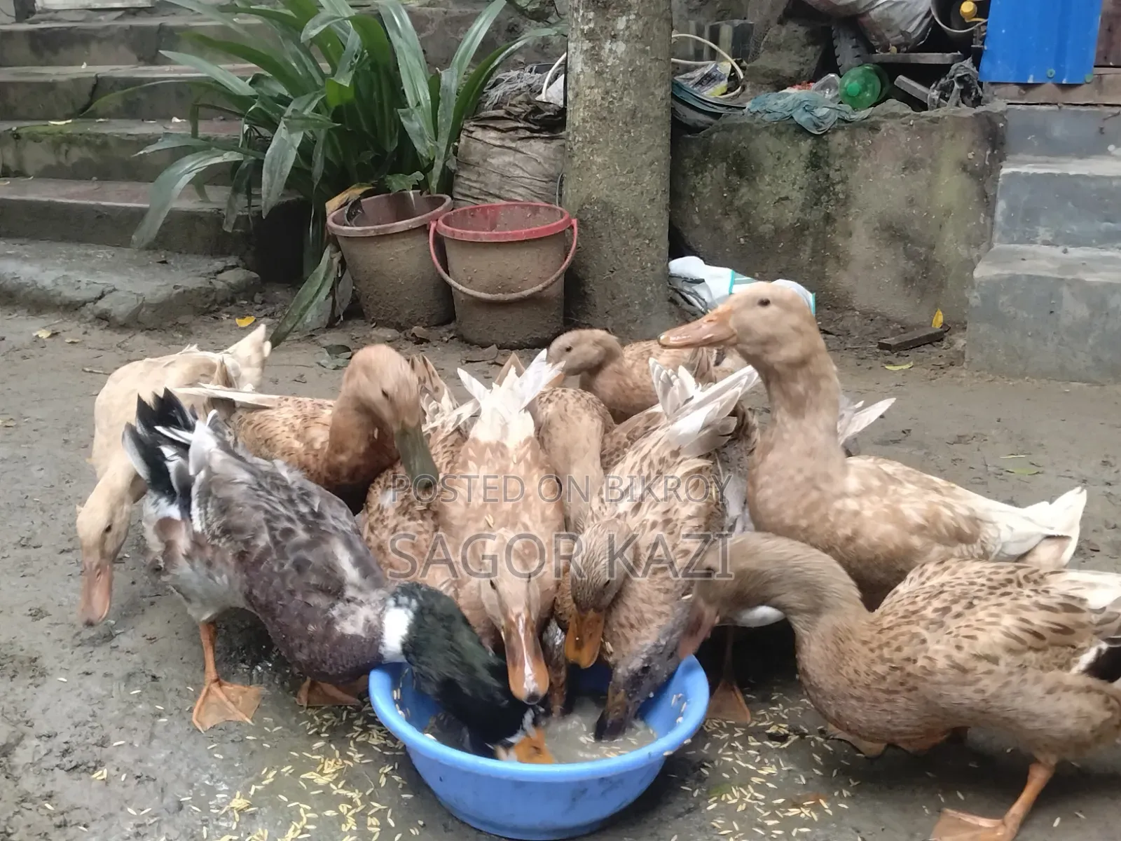 দেশি খাকি ক্যাম্বেল হাঁস ৫টি / পিস