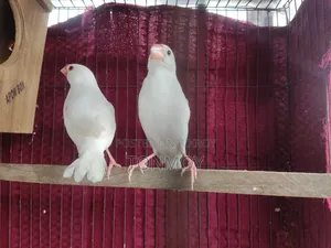 Java Running Pair