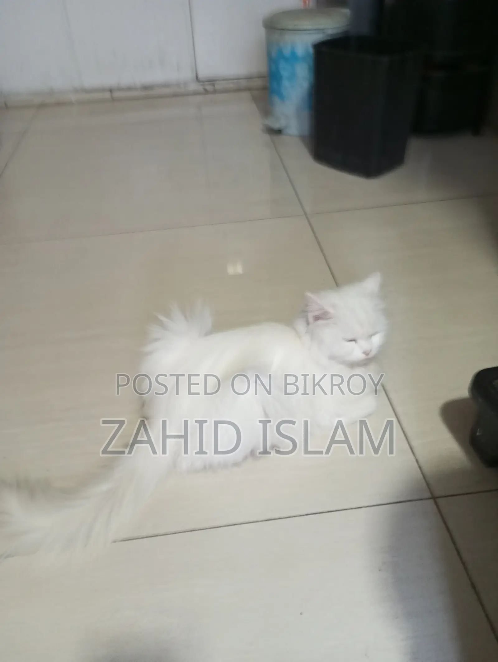 1+ Year Female Purebred Persian