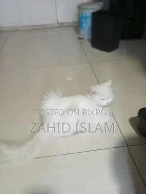 1+ Year Female Purebred Persian