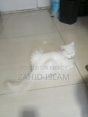 1+ Year Female Purebred Persian