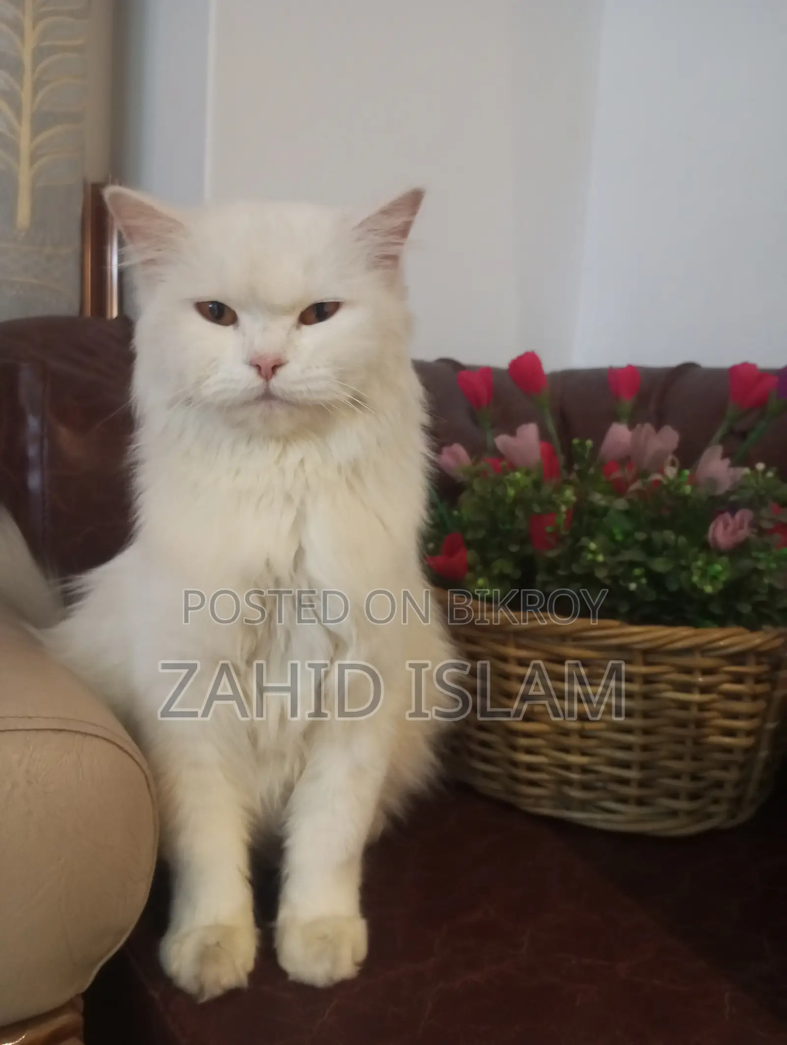 1+ Year Female Purebred Persian