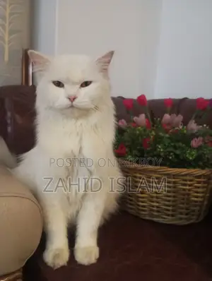 1+ Year Female Purebred Persian