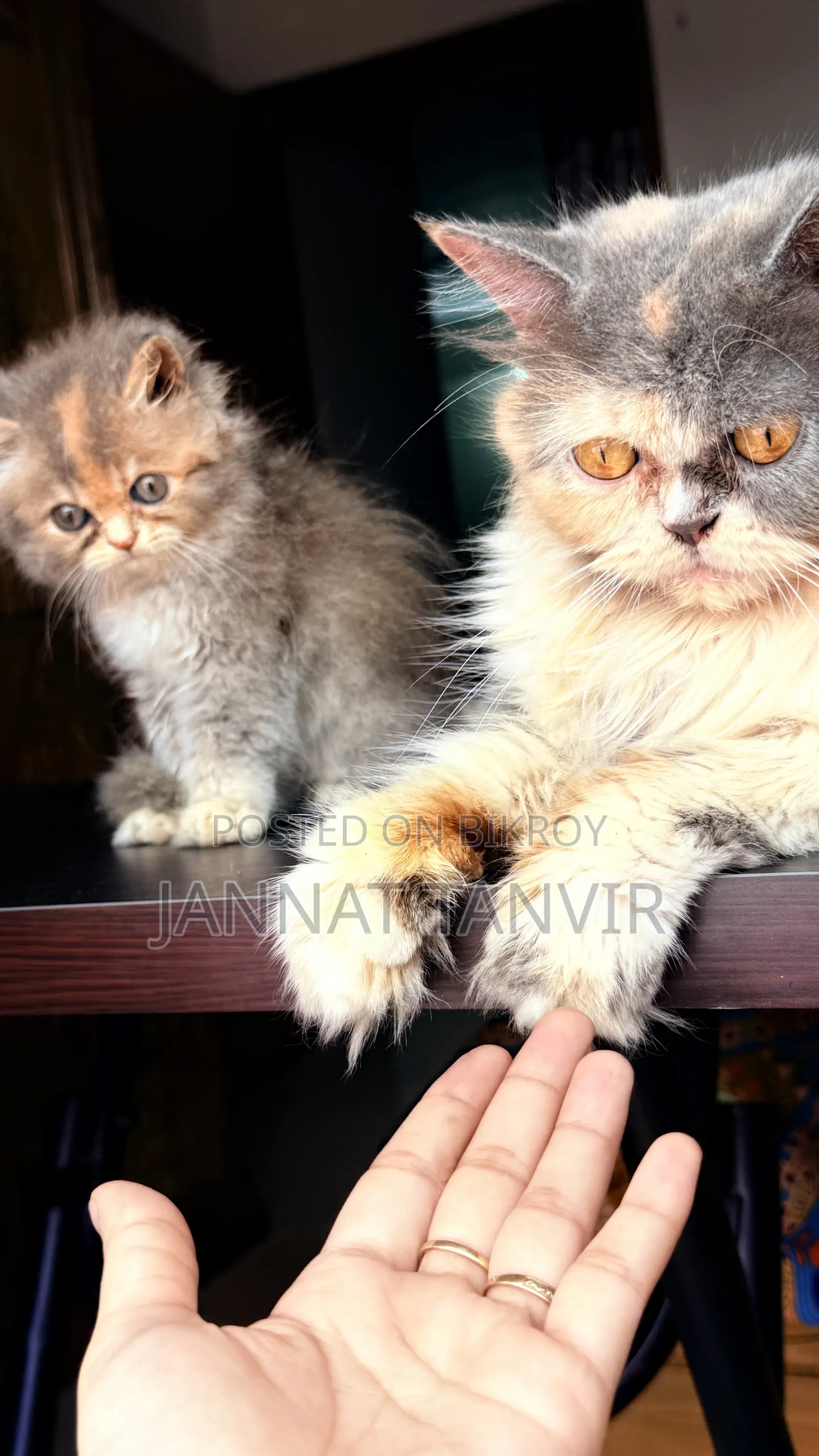 1-3 Months Female Purebred Persian