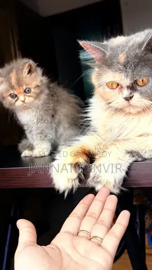 1-3 Months Female Purebred Persian