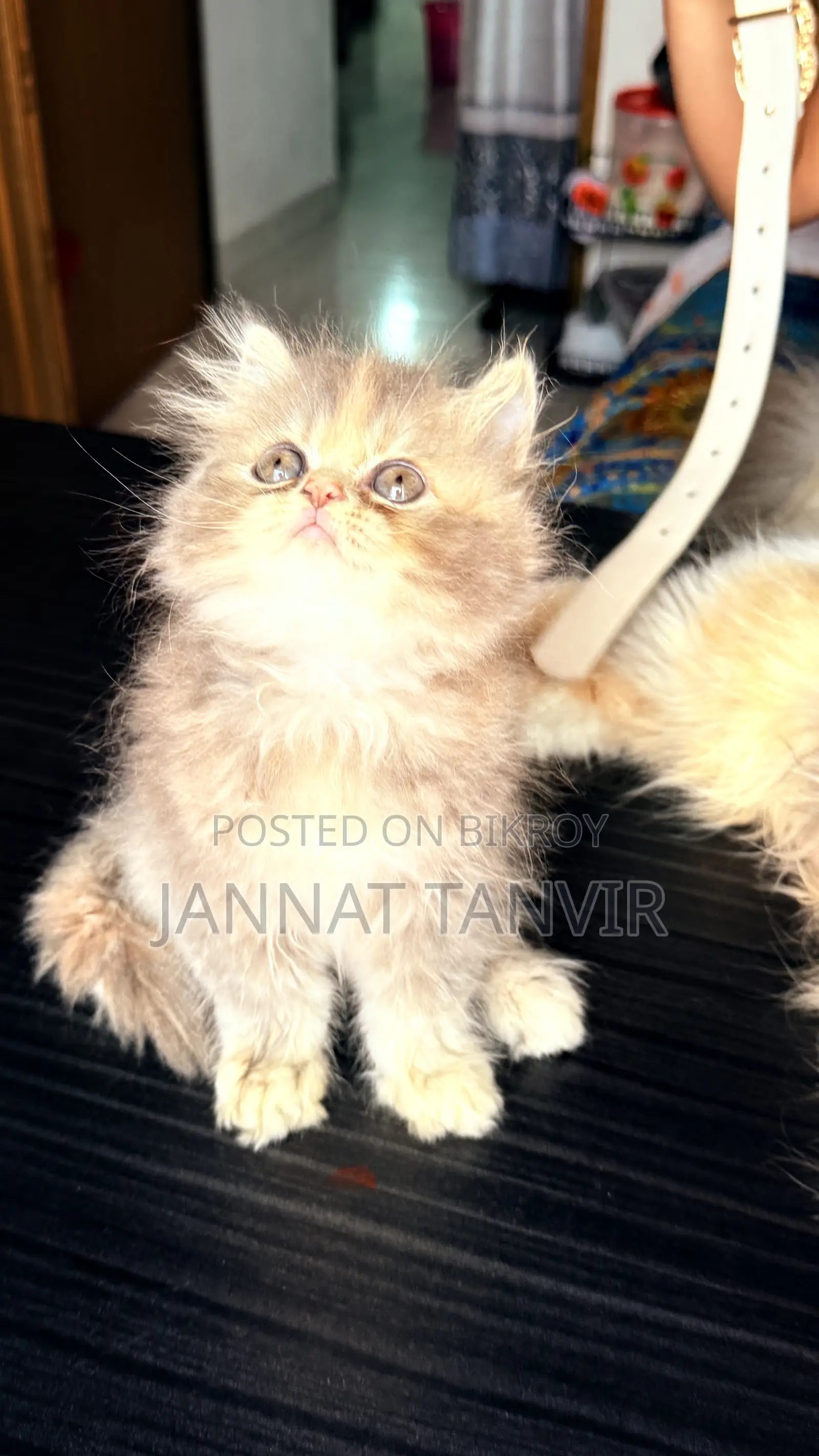 1-3 Months Female Purebred Persian