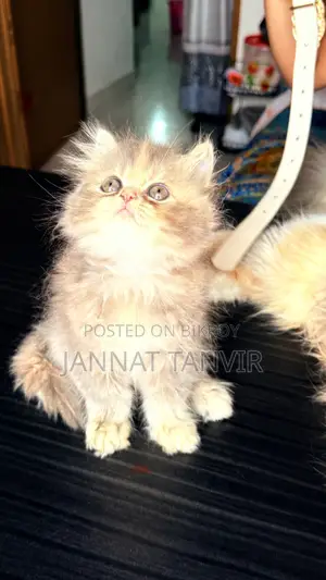 1-3 Months Female Purebred Persian