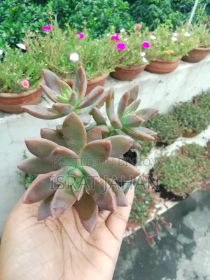 সাকুলেন্ট ইন্ডোর আউটডোর প্লান্ট