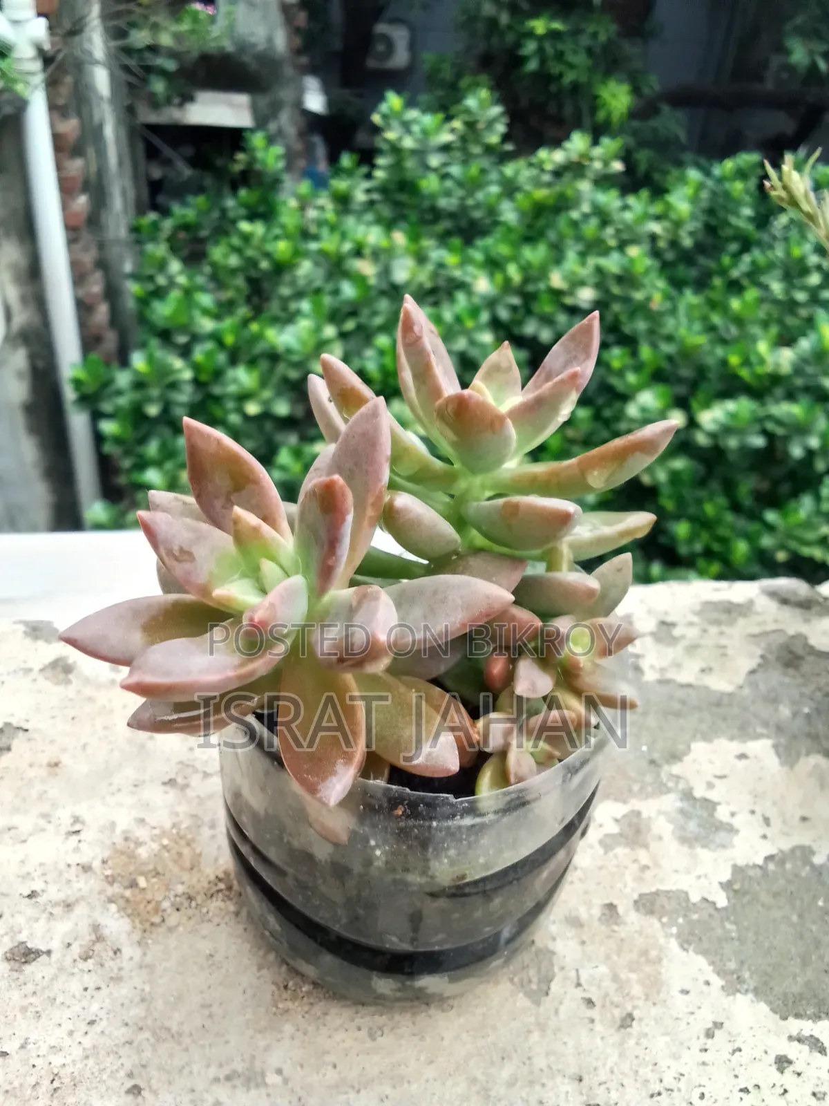 সাকুলেন্ট ইন্ডোর আউটডোর প্লান্ট