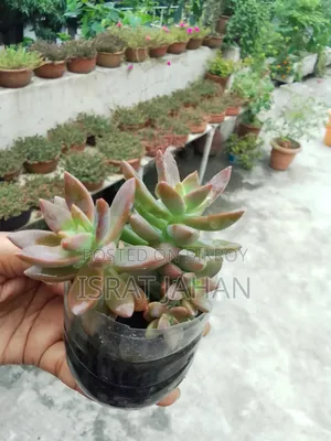 সাকুলেন্ট ইন্ডোর আউটডোর প্লান্ট
