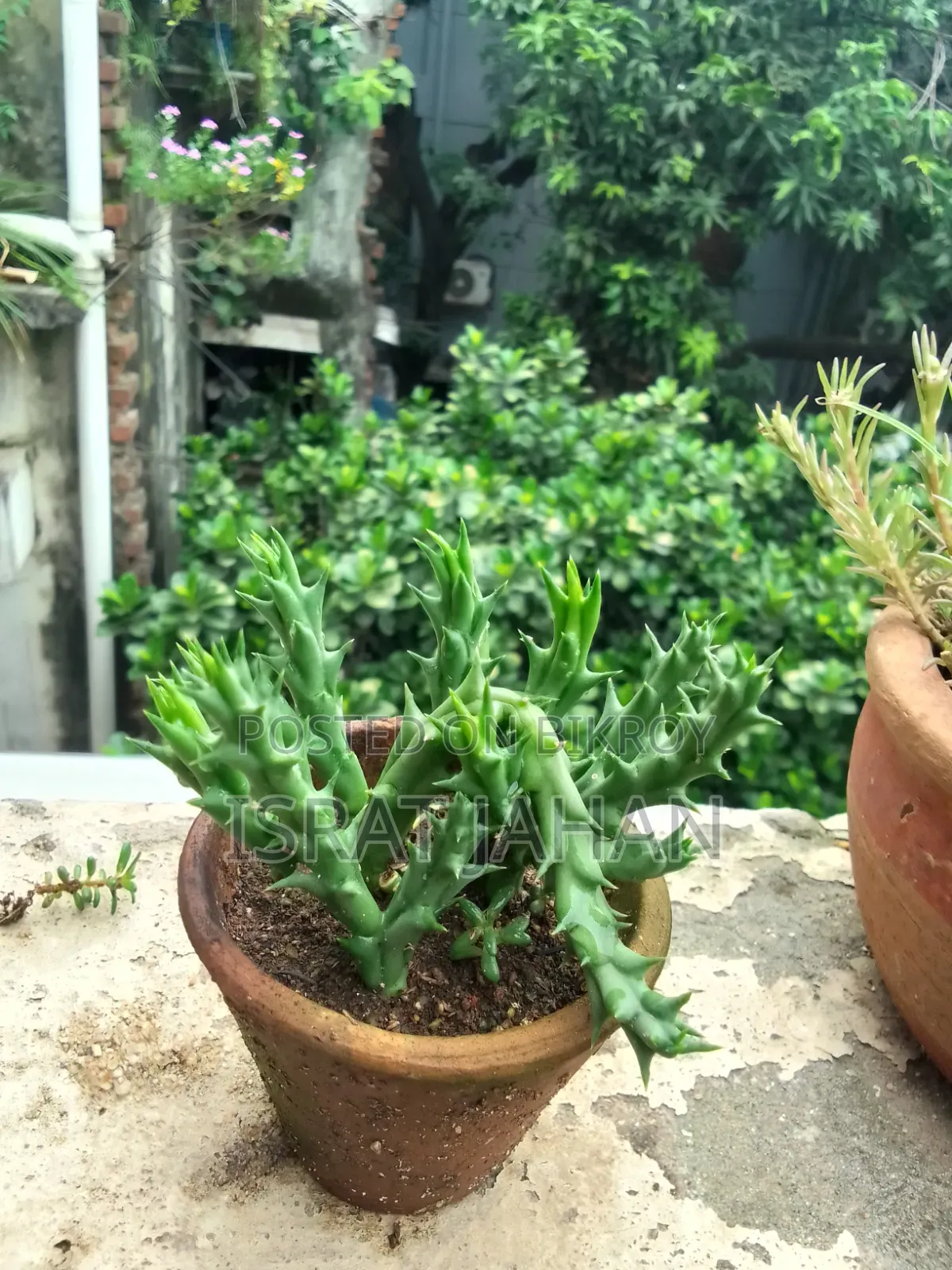 সাকুলেন্ট ইন্ডোর আউটডোর প্লান্ট