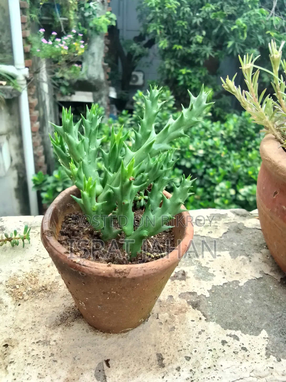 সাকুলেন্ট ইন্ডোর আউটডোর প্লান্ট