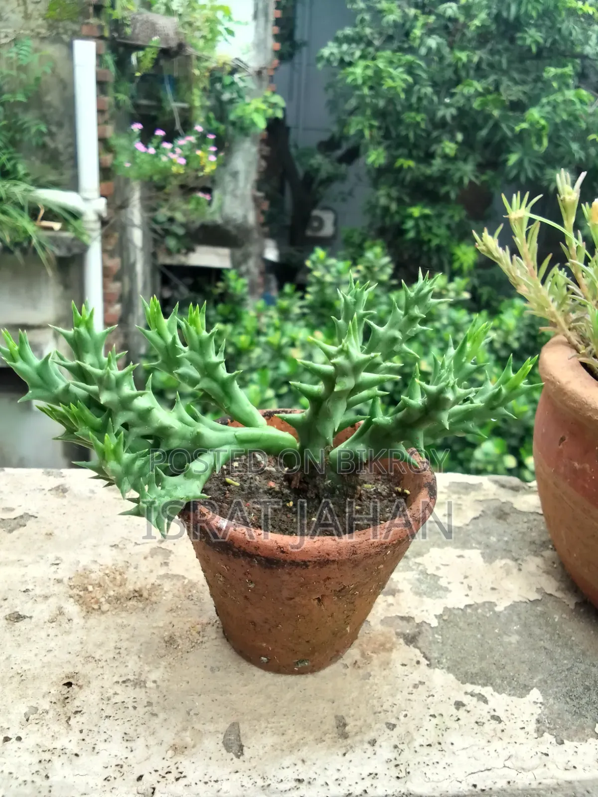 সাকুলেন্ট ইন্ডোর আউটডোর প্লান্ট