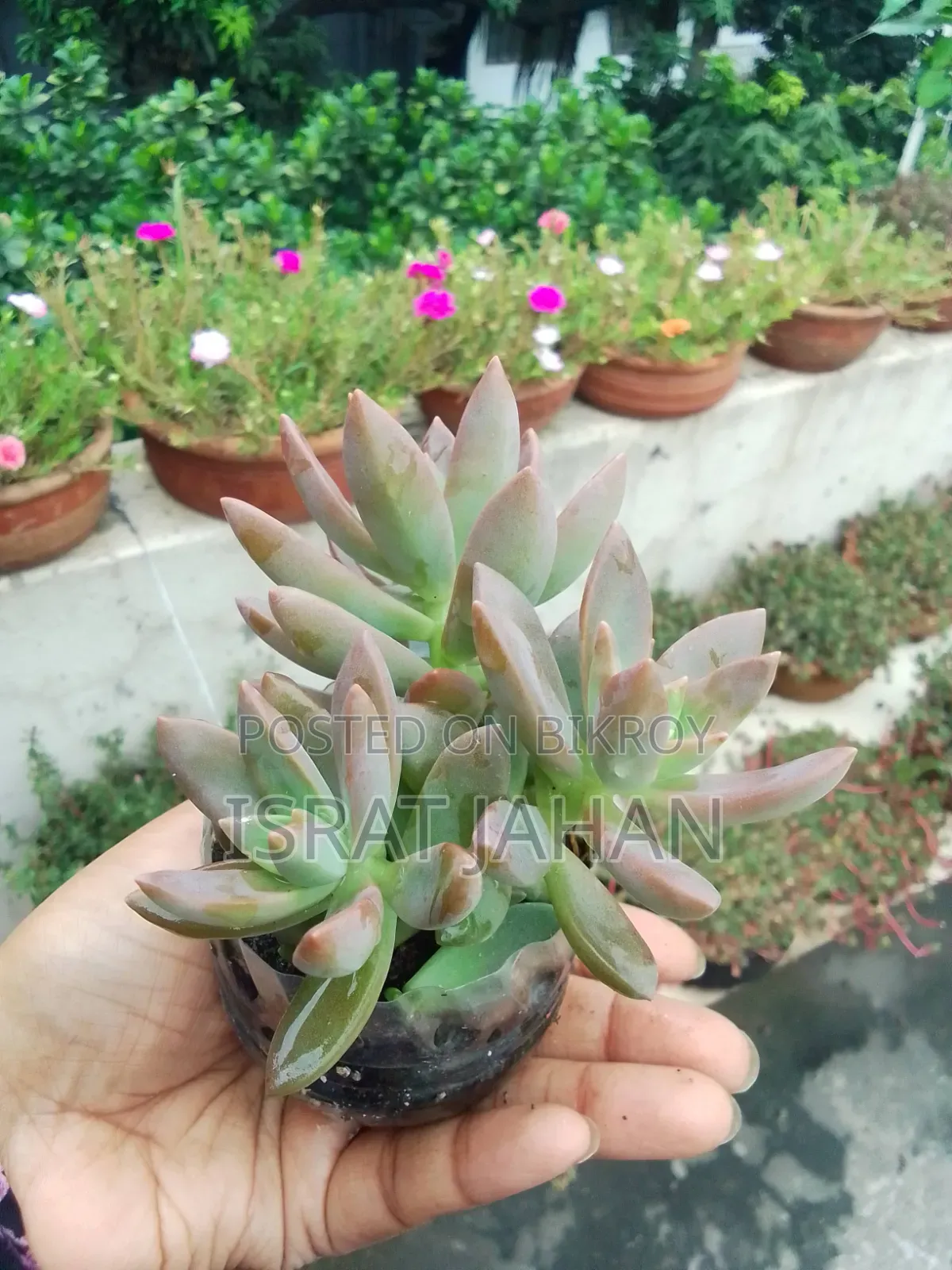 সাকুলেন্ট ইন্ডোর আউটডোর প্লান্ট