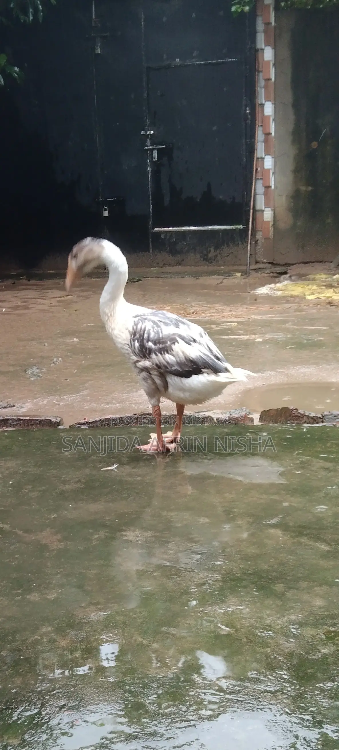 Female Goose.