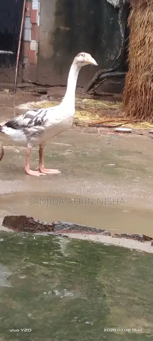 Female Goose.