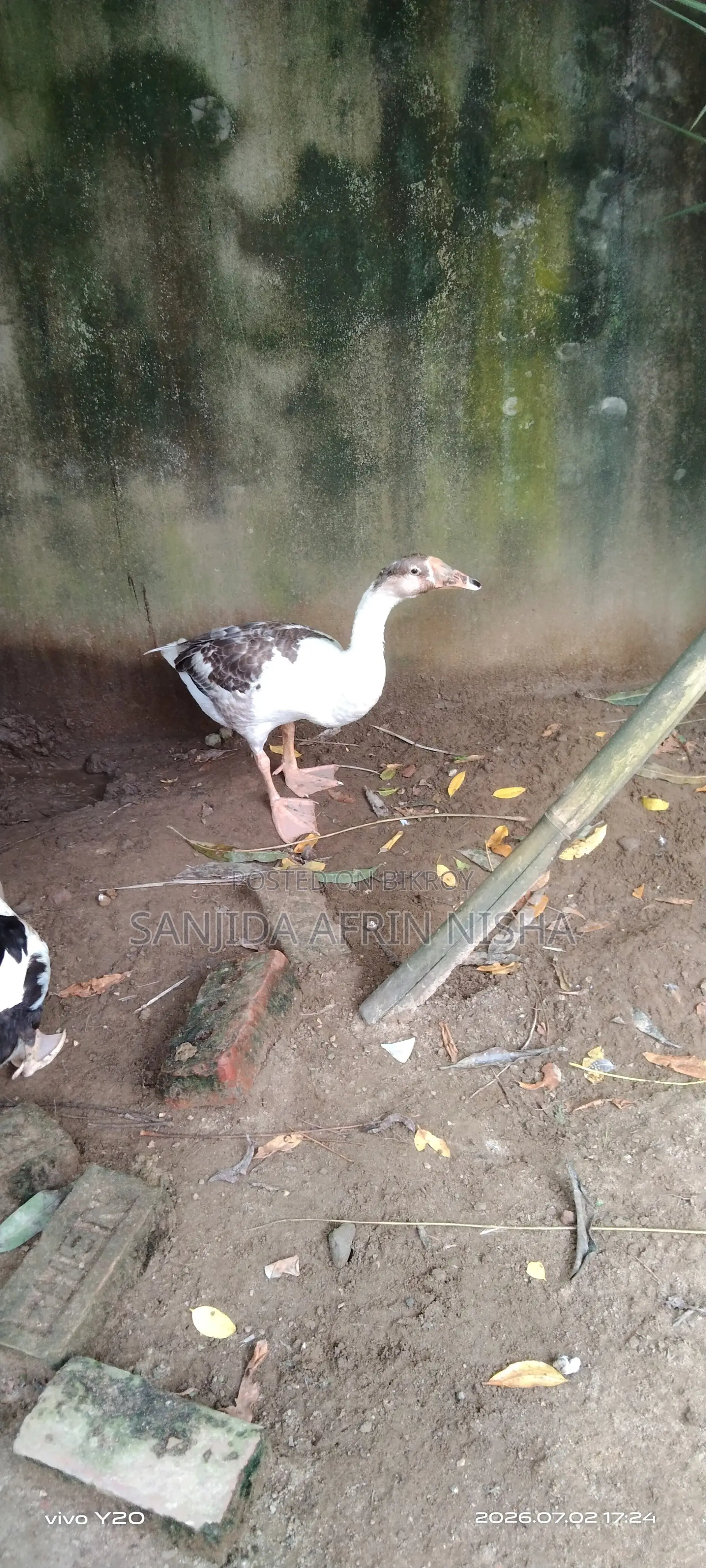 Female Goose.