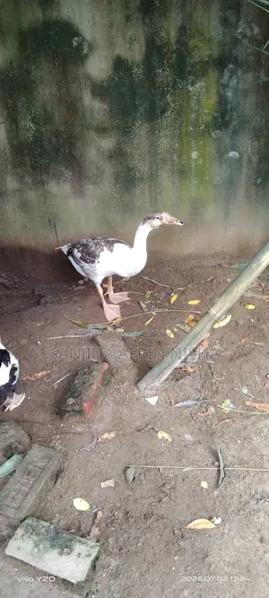 Female Goose.
