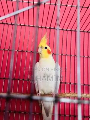 White Male Yellow Female