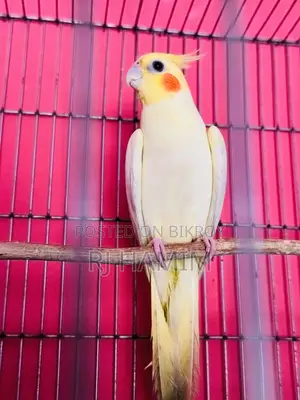 White Male Yellow Female