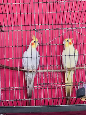 White Male Yellow Female