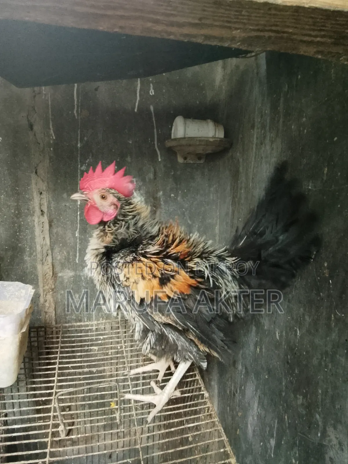 মোরগ বিক্রি
