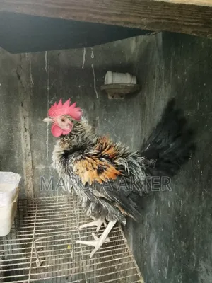 মোরগ বিক্রি