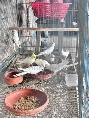 ককাটেল পাখি(এ্যালবিনো)