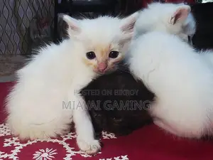1-3 Months Male Purebred Persian