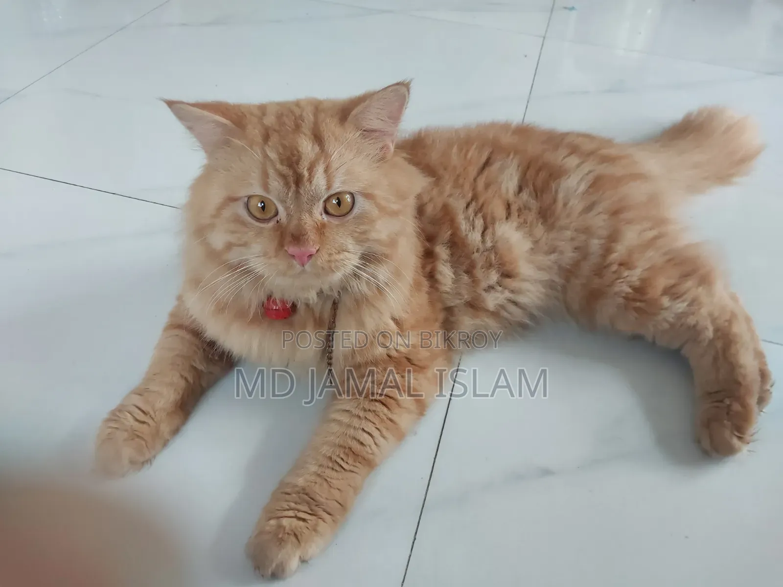 1+ Year Male Purebred Persian
