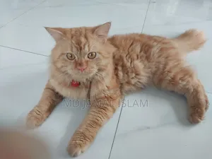 1+ Year Male Purebred Persian