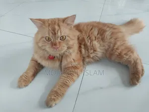 1+ Year Male Purebred Persian