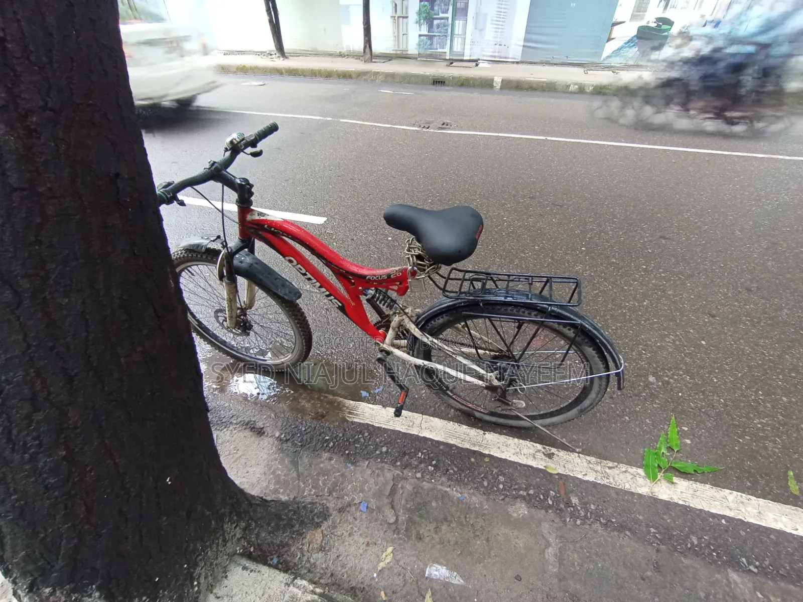 Cycle Lion Focus 26