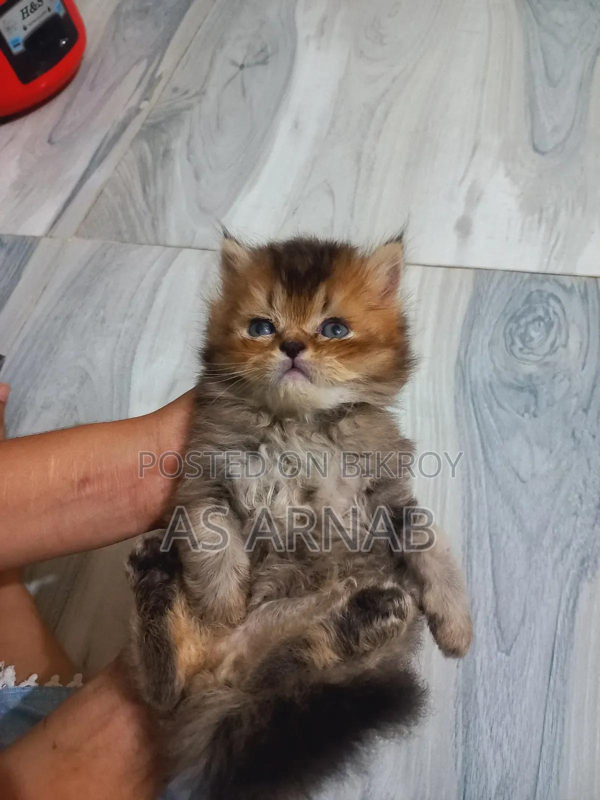 1-3 Months Male Purebred Persian