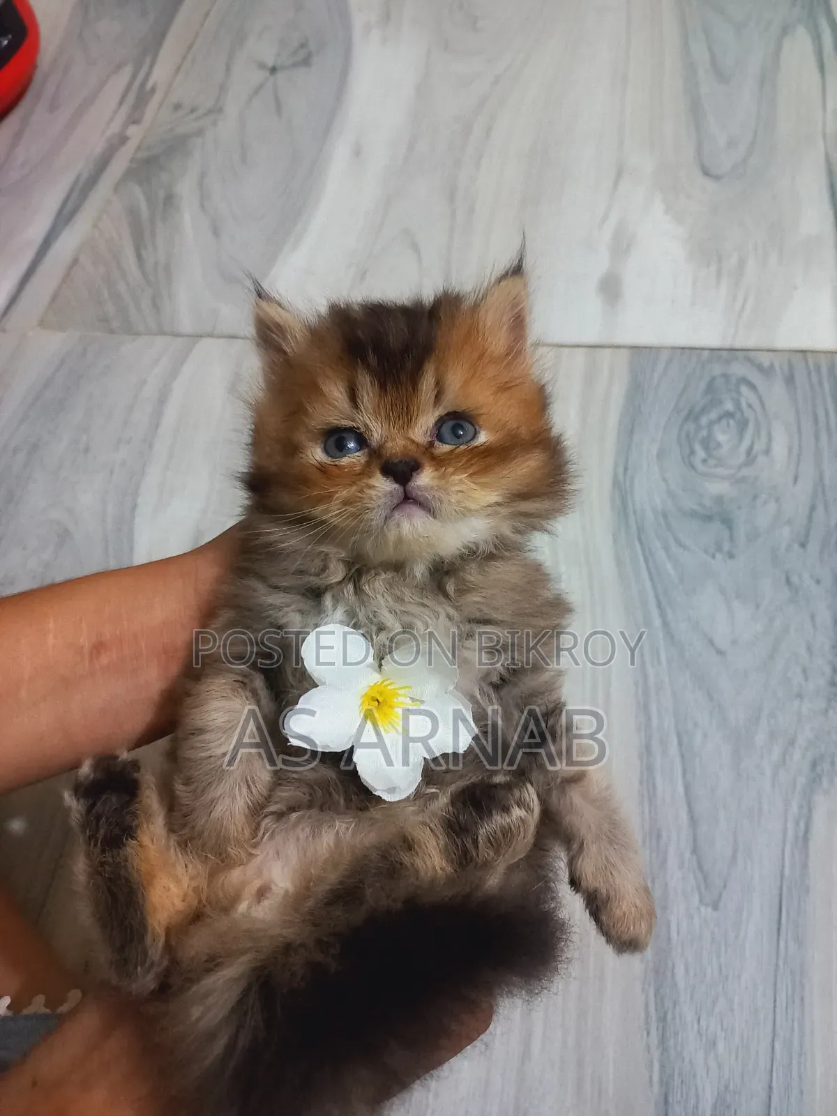 1-3 Months Male Purebred Persian