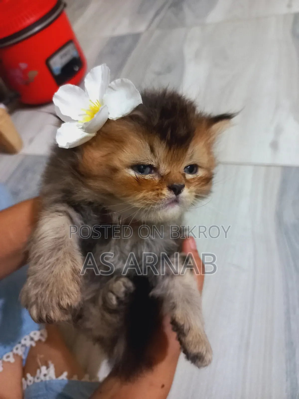 1-3 Months Male Purebred Persian