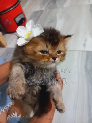 1-3 Months Male Purebred Persian