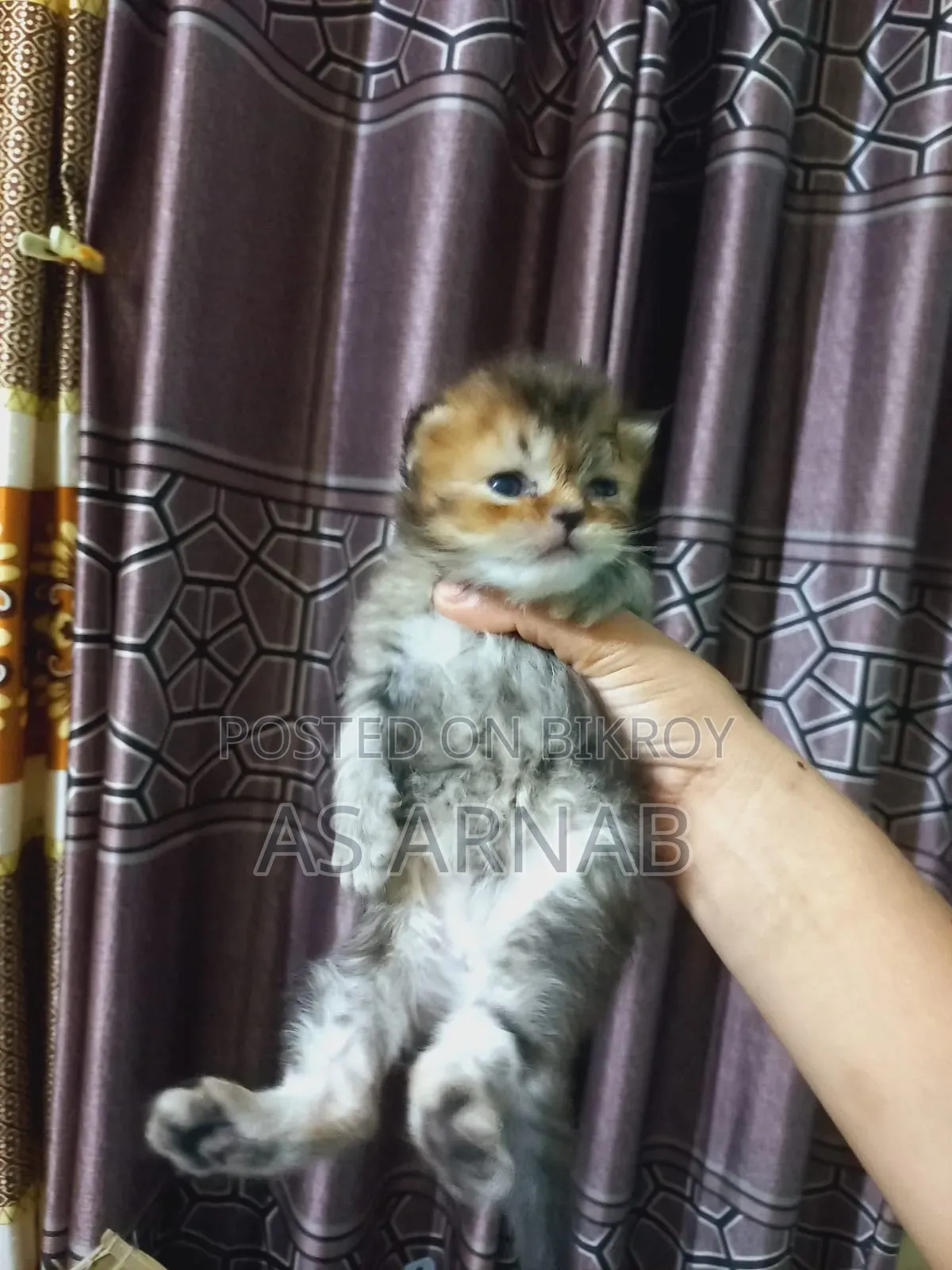 1-3 Months Male Purebred Persian