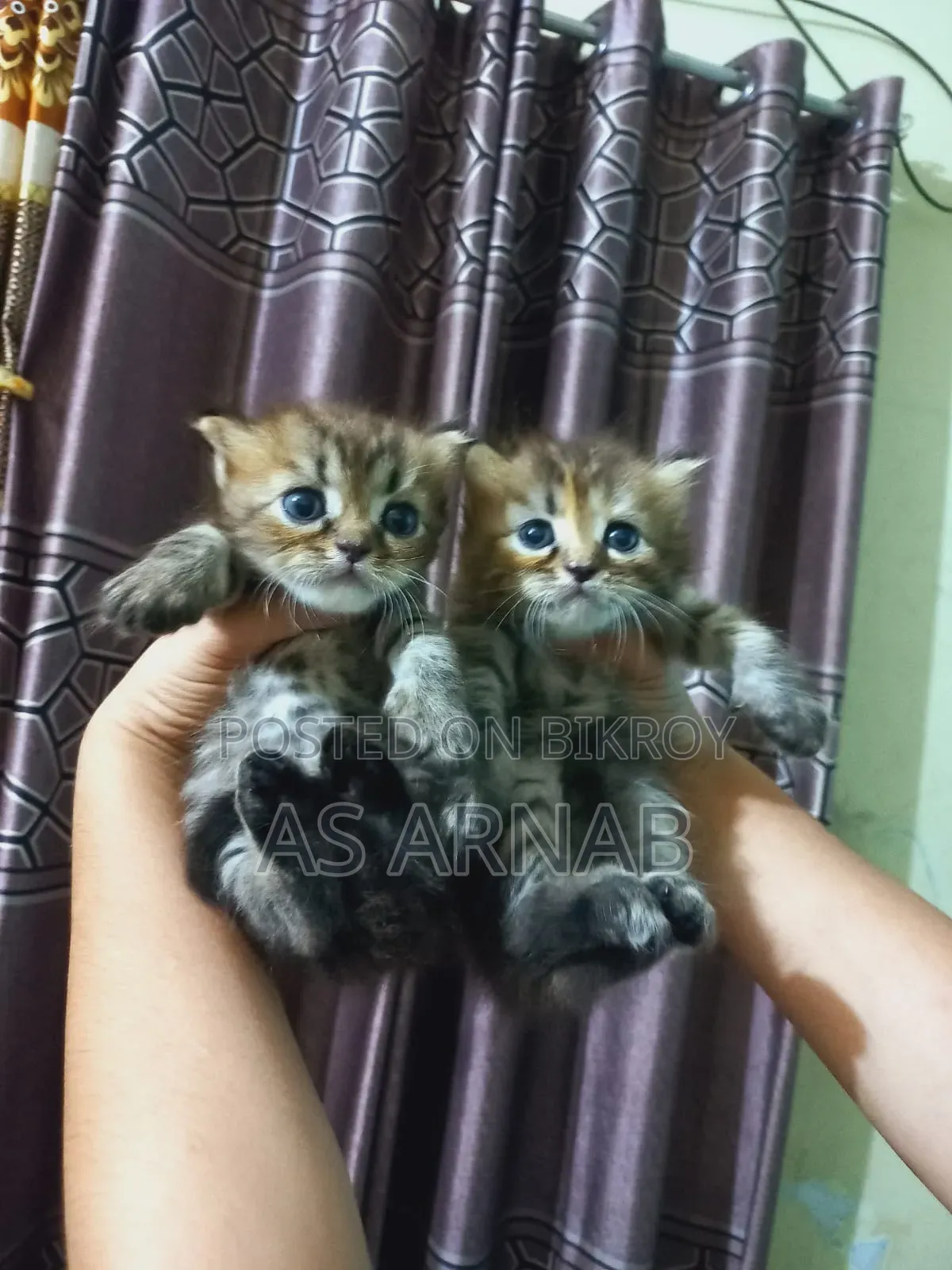 1-3 Months Male Purebred Persian