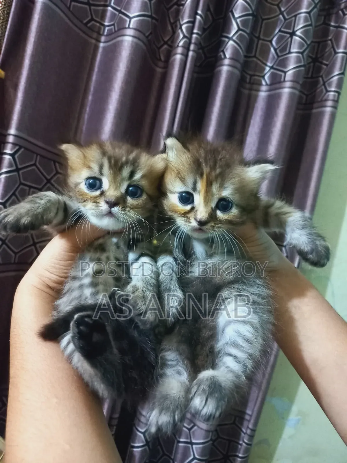 1-3 Months Male Purebred Persian