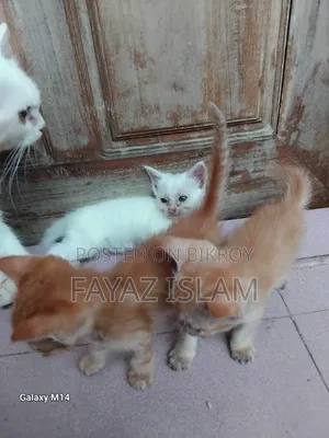 1-3 Months Female Mixed Breed Persian