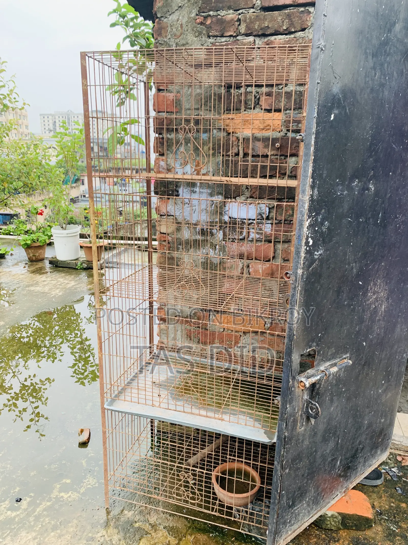 Pigeon Cage