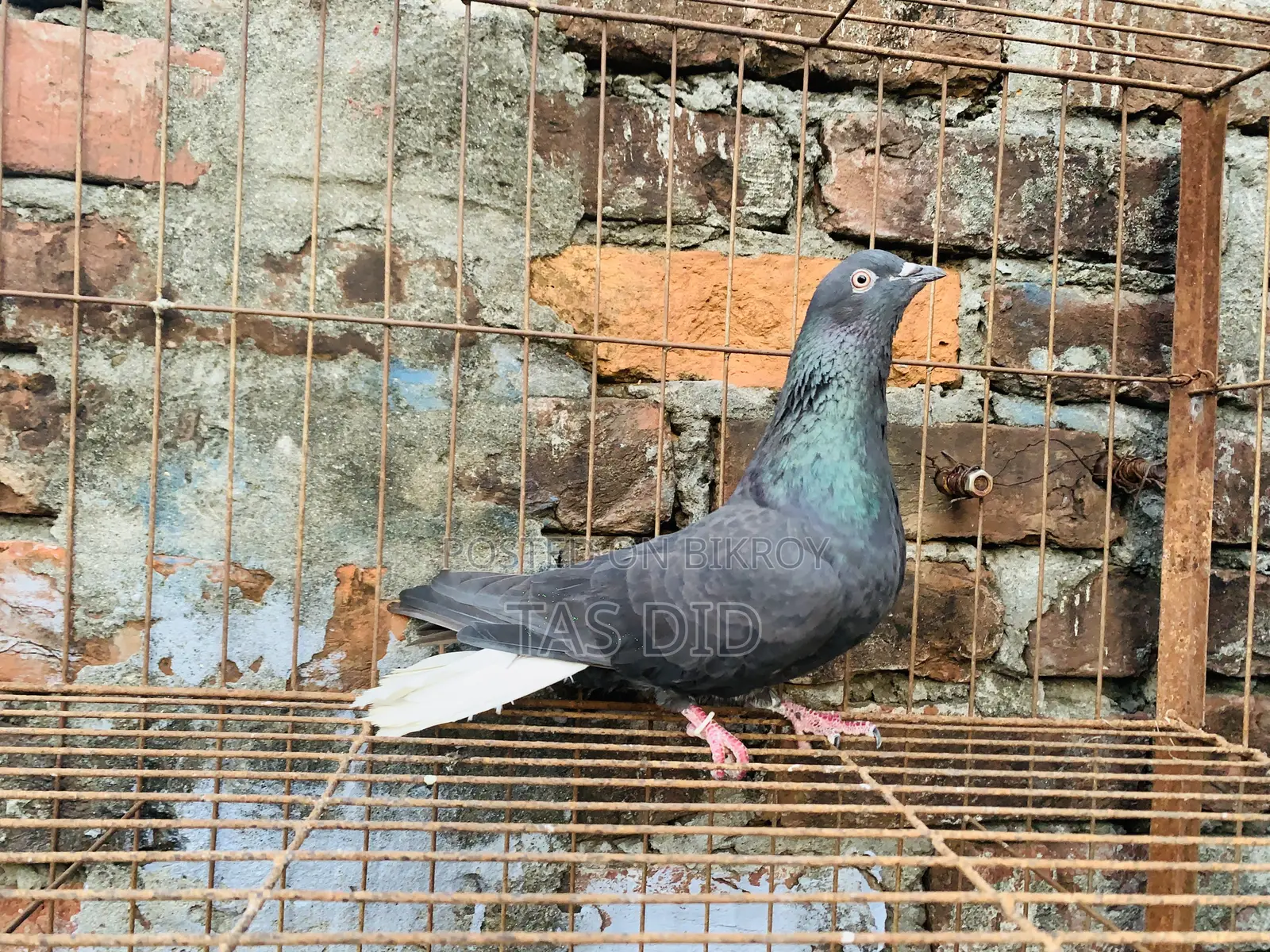 Running Pigeon