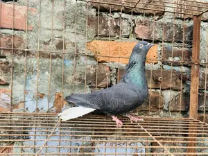 Running Pigeon