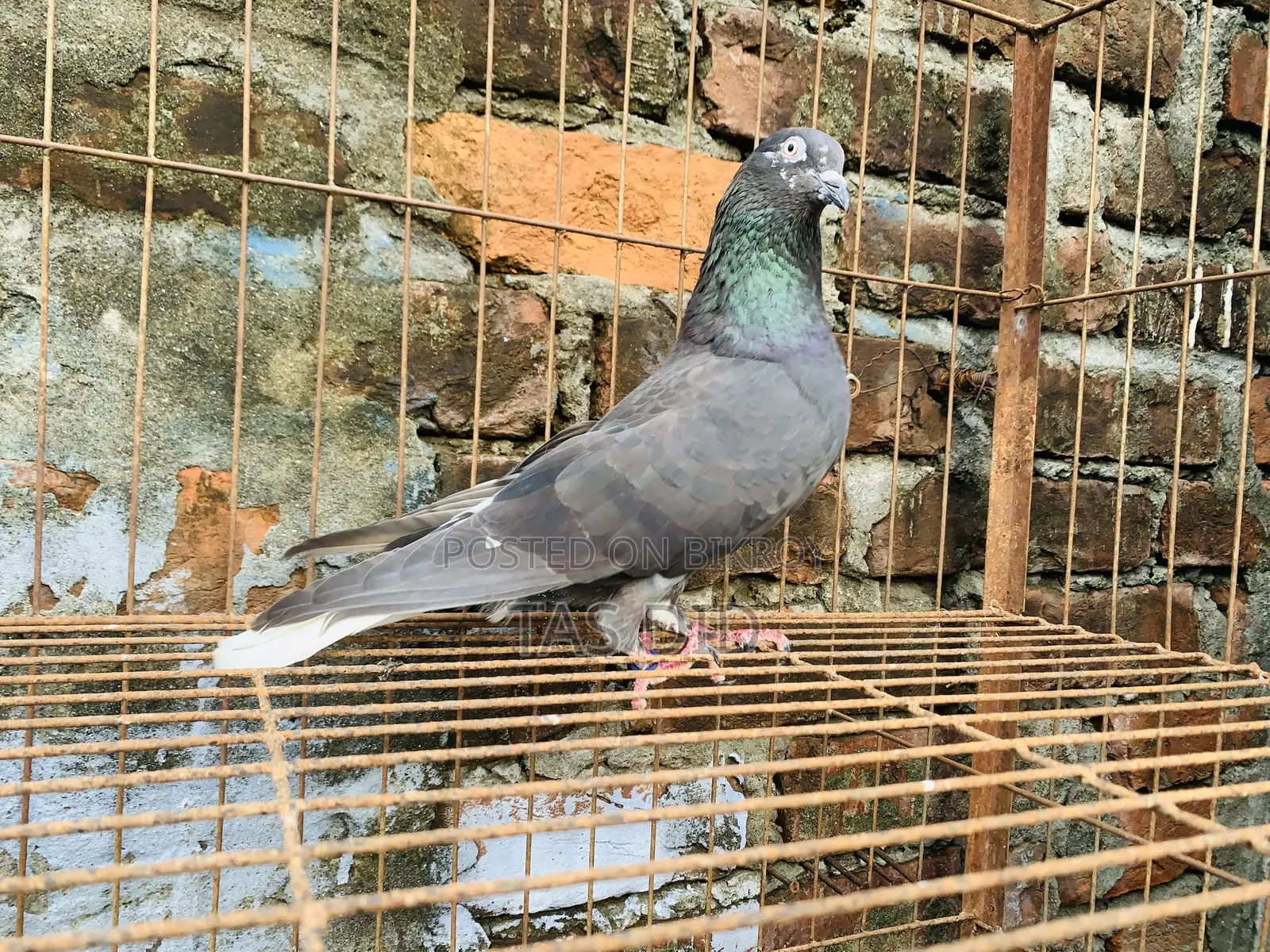 Running Pigeon