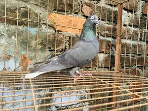 Running Pigeon