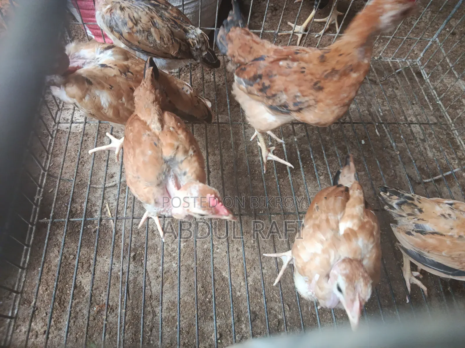 2.5-month-old local chicken chicks for sale.