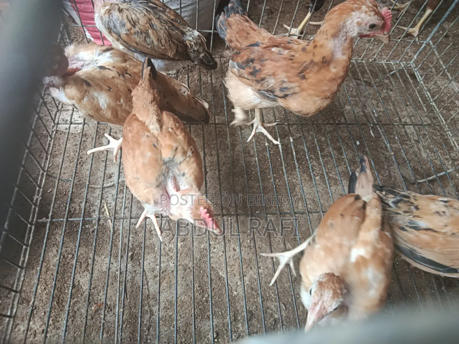 2.5-month-old local chicken chicks for sale.